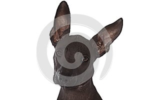 Mexican xoloitzcuintle puppy