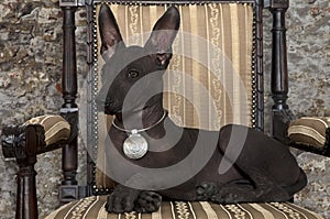 Mexican xoloitzcuintle puppy