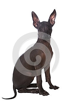 Mexican xoloitzcuintle puppy posing