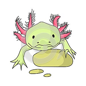 Mexicanum axolotl - animal illustration
