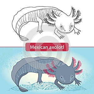 Mexicanum axolotl before transformation. Ambystoma tigrinum.