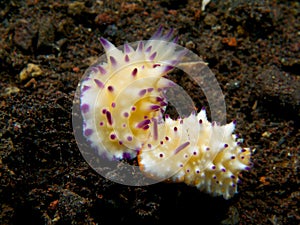 Mexichromis multituberculata Nudibranch 01