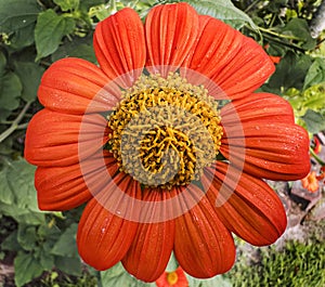 Mexician Sunflower Blossom