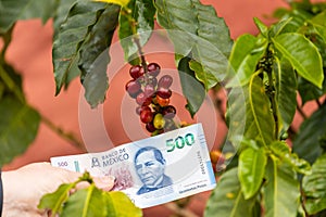 Mexico, 500 pesos next to a bush. Coffee, Concept, Costs of coffee production in Mexico, market and export