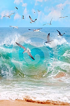 Mexico. Baja California Sur. Ocean storm and flying seagulls. Seascape.