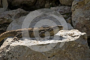 Mexico Black Iguana