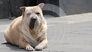 Mexico City, Mexico- July 2014: Old and fat Pitbull dog resting in the sidewalk.