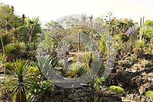 Native plants at the UNAM botanical garden photo