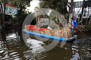 Mexico City, Mexico - November 24, 2015: Boy on canal boat delivering bags of fresh Poinsettia - Xmas/Christmas Flower in Xochimil