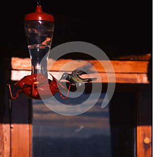 Mexico Copper Canyon; hummingbirds