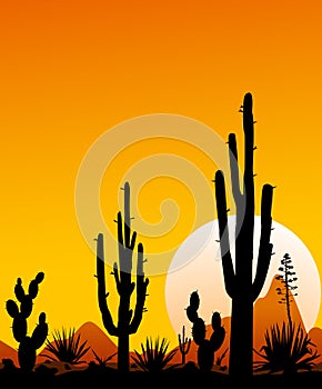 Mexico desert sunset 3. The stony desert. Desert landscape with cacti