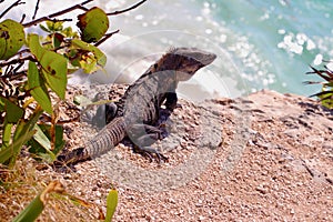 Mexico Iguana in Rivera Maya, Caribbean sea