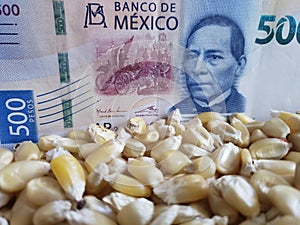 Mexico, maize producing country, dry corn grains and mexican banknote of 500 pesos
