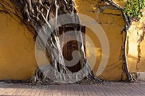 Mexico, Mazatlan, Colorful old city streets in historic city center near El Malecon promenade, ocean shore Zona Hotelera photo