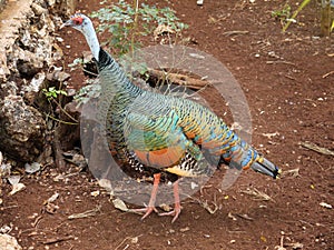 Mexico: native bird ocellated turkey Meleagris ocellata