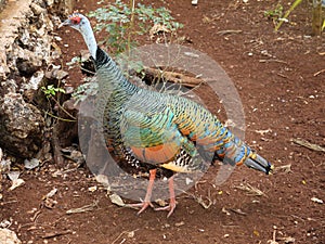 Mexico: native bird ocellated turkey Meleagris ocellata photo