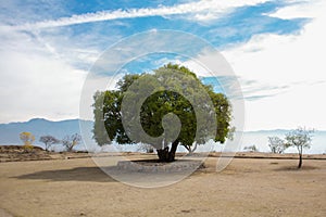 Mexico Oaxaca Monte Alban lonely tree and sky photo