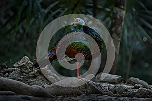 Mexico wildlife. Bird in Zona ArqueolÃ³gica de CobÃ¡, YucatÃ¡n in Mexico. Ocellated turkey, Meleagris ocellata, rare bizar bird in photo