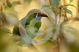 Mexico wildlife. Exotic bird from tropical forest. Small toucan Blue-throated Toucanet, Aulacorhynchus prasinus, green bird in the photo