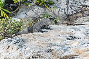 Mexico wildlife free iguana living lizard beach