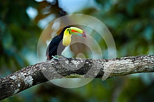 Mexico wildlife. Toucan sitting on the branch in the forest, green vegetation, Costa Rica. Nature travel in central America. Keel-