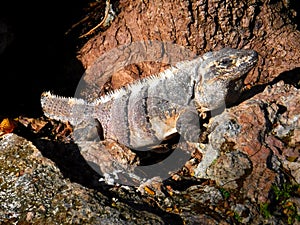Iguana iguana Iguanidae family photo