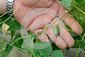 Mexikan cucumber plant