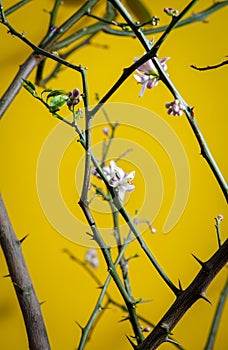 Meyer lemon flower, close-up. Spring blossom. Meyer is popular as an ornamental plant for its compact size.