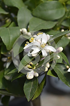 Meyer lemon