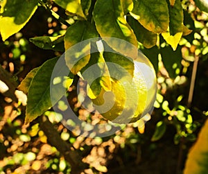 Meyer Lemon photo