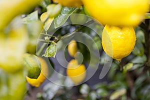 Meyer lemon tree