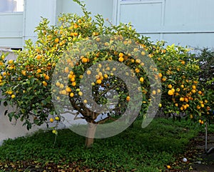 Meyer lemon tree, in California backyard.