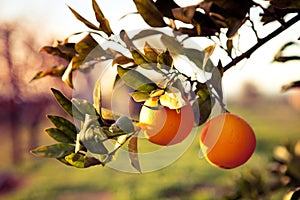 Meyer lemon tree fruits