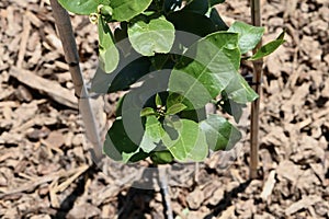 Meyer lemon tree sapling 1