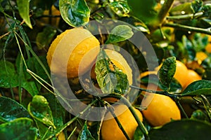 Meyer lemons