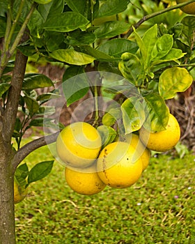 Meyer Lemons on Tree photo