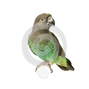 Meyer's Parrot