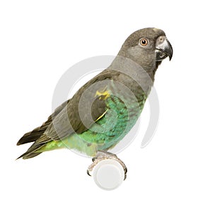 Meyer's Parrot