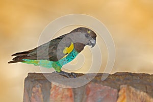 Meyer`s parrot, Poicephalus meyeri, green and grey exotic bird sitting on the tree, Botswana, Africa. Wildlife scene from safari.