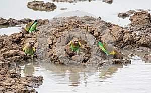 Meyer`s Parrots photo