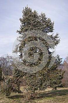 Meyer`s spruce tree