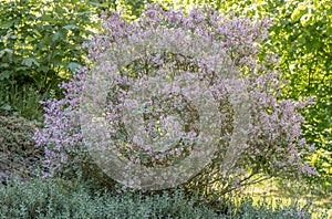 Meyers Lilac Syringa meyer Palibin flowering shrub