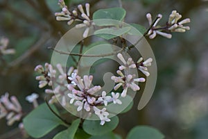 Meyers Lilac Syringa meyeri Palibin, budding pink flowers