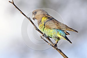 Meyers Papegaai, Meyer's parrot, Poicephalus meyeri