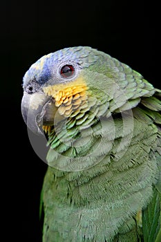 Meyers Parrot