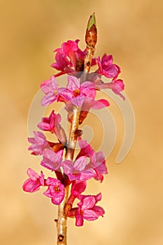 Mezereon Bark, Cortex Mezerei, pink poison flower from spring forest. Daphne bloom, close-up detail of flower. Danger nature from