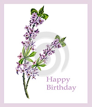 Mezereum watercolor botanical illustration postcard Happy Birthday stoock vector illustration for web, for print, for f