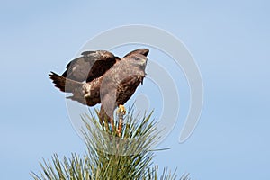 Round-winged buzzard or round-winged eagle (Buteo buteo).