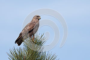Round-winged buzzard or round-winged eagle (Buteo buteo).