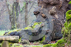 Trunk of a very old tree.